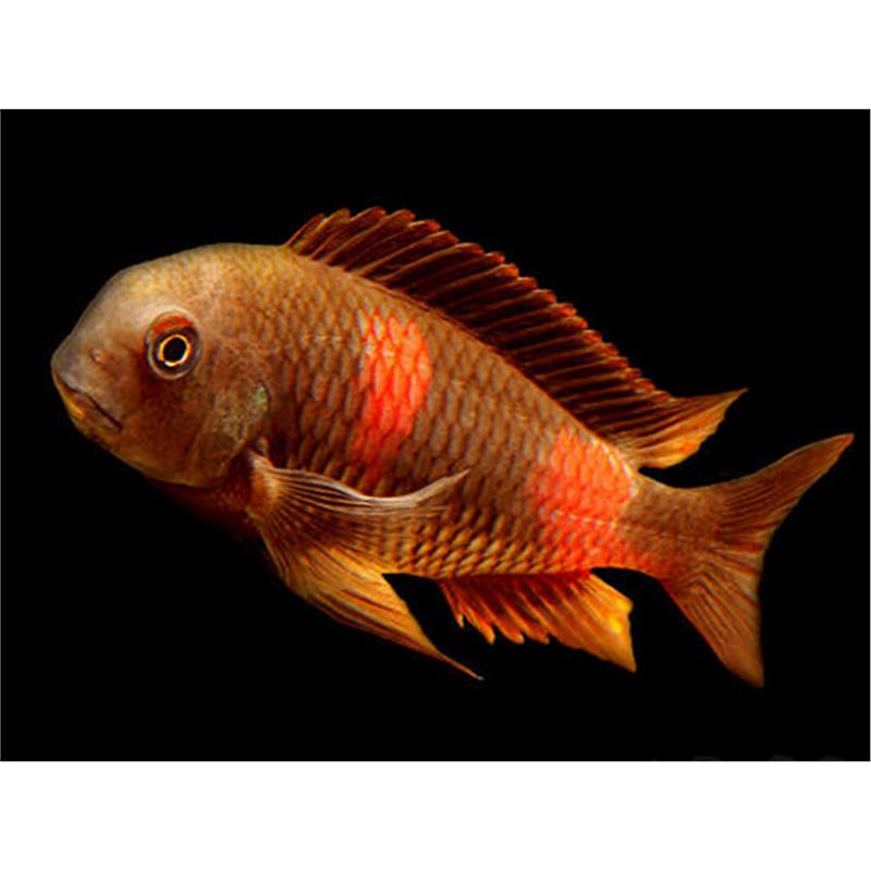 Tropheus moorii double spot - imagine 3